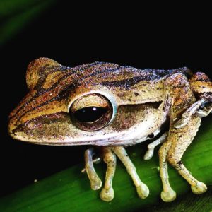 Four-lined Tree Frog, Mandai
